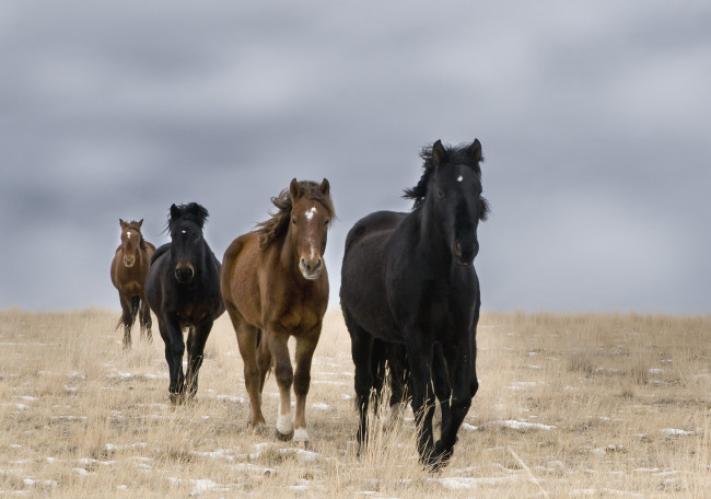 Обои картинки фото животные, лошади, кони, поле