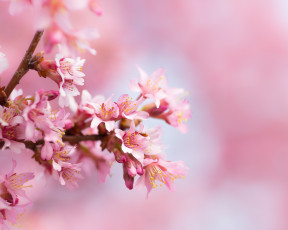 Картинка цветы цветущие+деревья+ +кустарники фон розовый