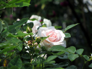 Картинка цветы розы капли куст