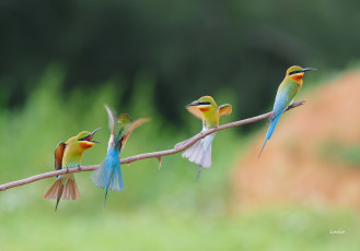 Картинка животные нектарницы птицы ветка