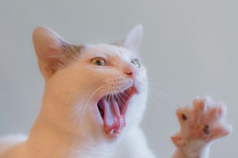 Картинка животные коты коте взгляд ушки усы киса