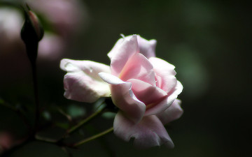 Картинка цветы розы нежный