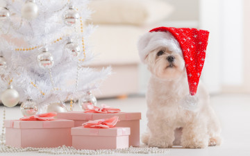 Картинка животные собаки болонка шапка гирлянды подарки ёлка коробки колпак белая собака