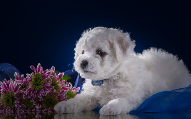 Обои картинки фото животные, собаки, цветы, хризантемы, белый, щенок, бишон, фризе