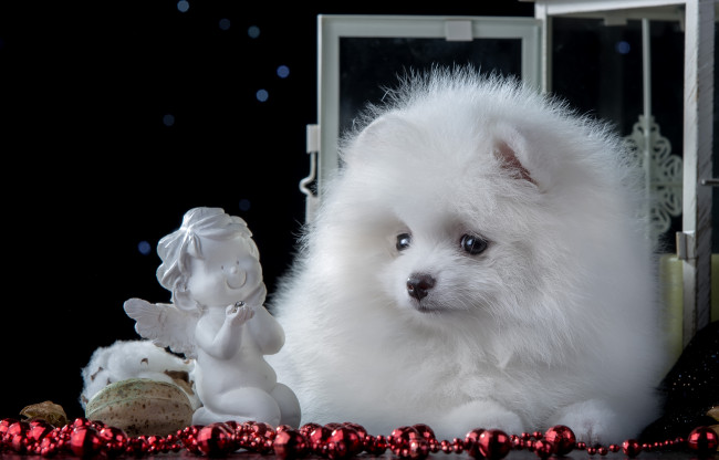 Обои картинки фото животные, собаки, белый, щенок, шпиц, милый, статуэтка, ангел