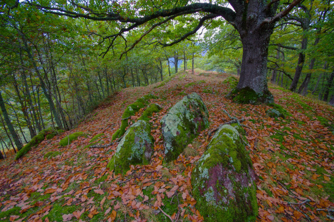 Обои картинки фото природа, лес, осень, камни, листья, деревья