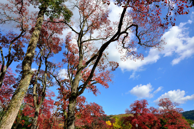 Обои картинки фото природа, деревья, осень, небо