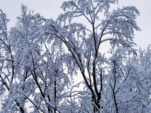 Картинка природа зима ветки снег