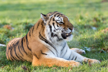 Картинка животные тигры шерсть мех хищник лежит трава клыки оскал морда кошка амурский