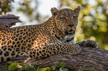 Картинка животные леопарды африка окрас пятна лапы морда отдых листва лежит кора дерево хищник кошка