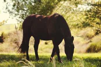 Картинка животные лошади тень конь пастбище пасётся свет лето солнце
