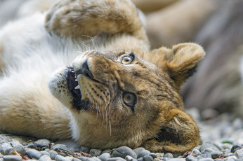 Картинка животные львы лапа зоопарк мордочка львёнок детёныш