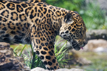Картинка животные Ягуары трава камни язык хищник зверь ягуар