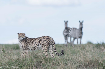 Картинка животные гепарды окрас грация хищник простор трава африка кошка саванна пятна