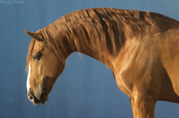 Картинка животные лошади грива профиль рыжий конь