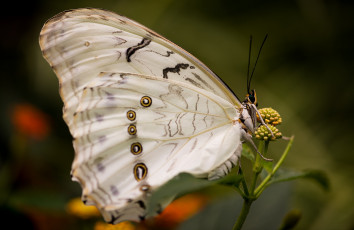 Картинка животные бабочки +мотыльки +моли бабочка макро насекомое морфо