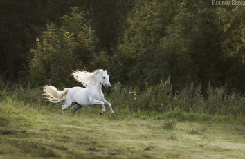 Картинка животные лошади луг лес трава галоп скачка бег грива резвый движение скорость белый жеребец конь прогулка лето деревья