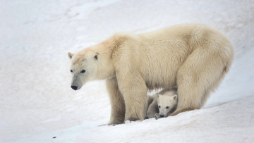 Картинка животные медведи снег
