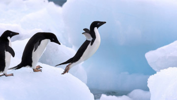 обоя животные, пингвины, прыжок