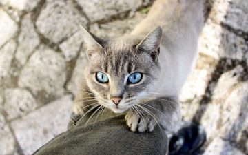 Картинка животные коты шерсть взгляд