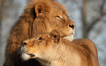 Картинка животные львы двое