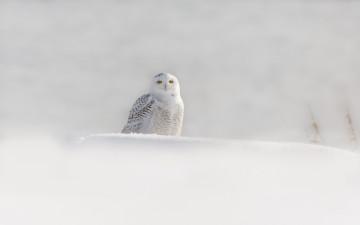 Картинка животные совы белая сова птица зима снег