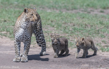 Картинка животные леопарды африка семья детёныши трио мать семейство хищники кошки