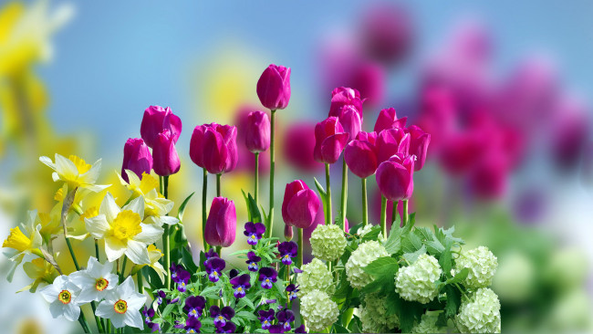 Обои картинки фото цветы, разные вместе, фиалки, нарциссы, тюльпаны