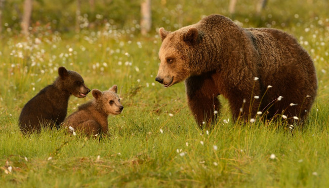 Обои картинки фото животные, медведи, луг, медведица, медвежата, трава