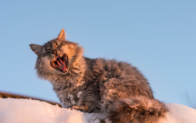 Обои картинки фото животные, коты, кошка, кот, снег, зевает, зевок