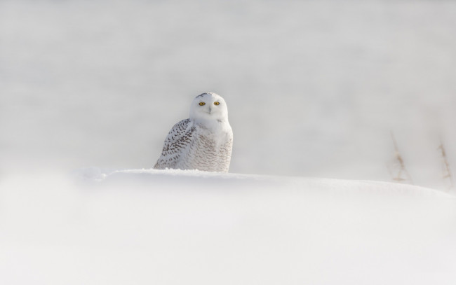Обои картинки фото животные, совы, белая, сова, птица, зима, снег