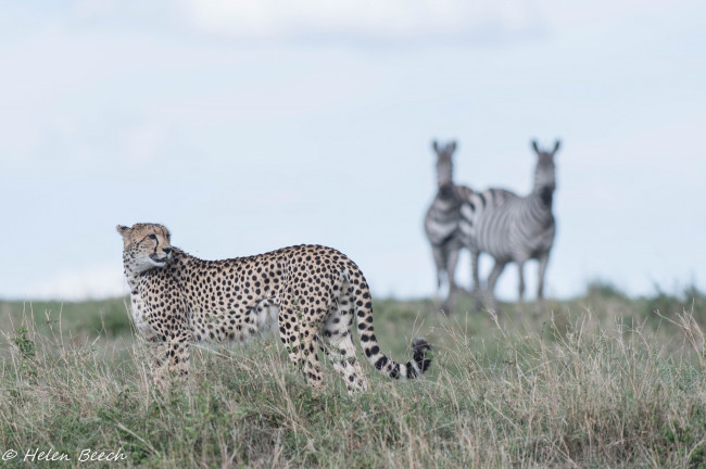 Обои картинки фото животные, гепарды, окрас, грация, хищник, простор, трава, африка, кошка, саванна, пятна
