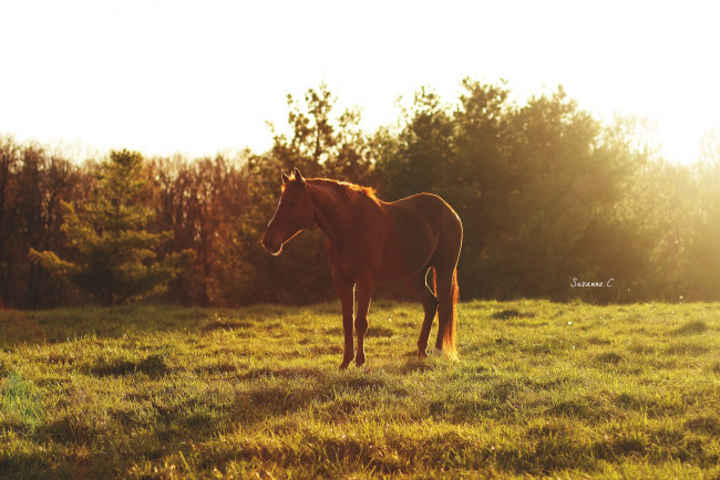 Обои картинки фото животные, лошади, трава, лето, луг, пастбище, рыжий, конь, блики, свет, солнце, утро, отдых, дремлет, простор