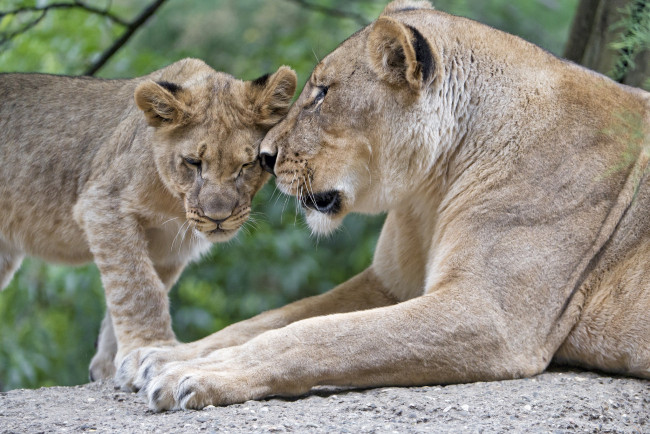 Обои картинки фото животные, львы, любовь, ласка, забота, семья, пара, детёныш, мать, львица, львёнок