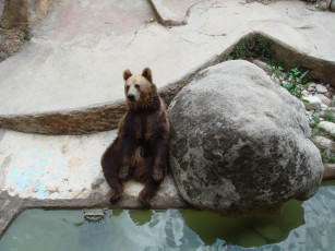 Картинка животные медведи зоопарк бурый медведь хищник сидит барселона