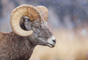 Картинка животные овцы +бараны animal баран рога морда