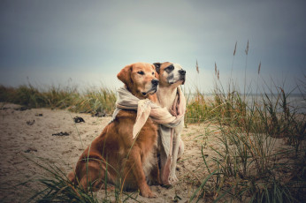 Картинка животные собаки две друзья побережье море осень