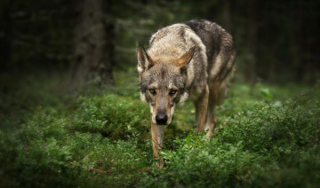 Картинка животные волки +койоты +шакалы тропа портрет волк фон серый темный зеленый поза природа деревья листья морда взгляд трава лес