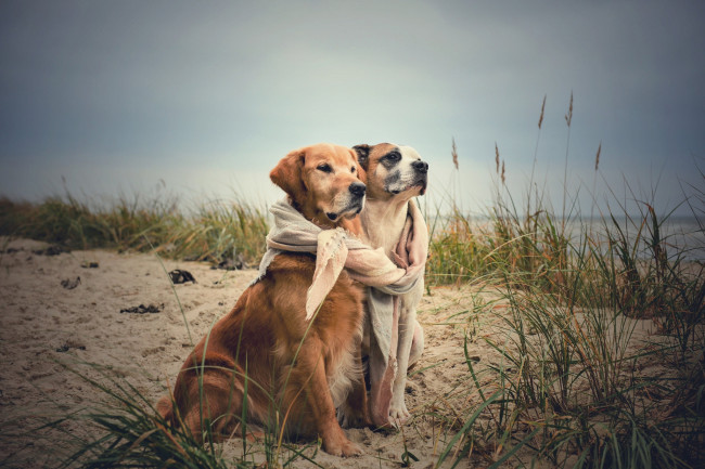 Обои картинки фото животные, собаки, две, друзья, побережье, море, осень