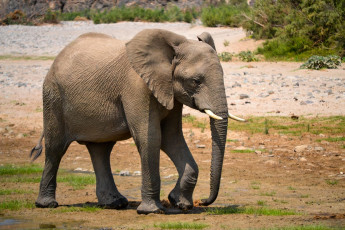 Картинка слон животные слоны хобот