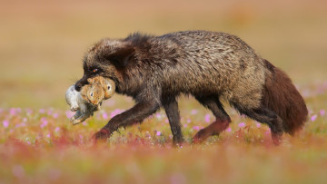 Картинка чернобурая+лисица животные лисы чернобурая охота добыча зайцы лисица black fox чернобурка псовые лисицы млекопитающие мех пушнина чёрная лиса хищник