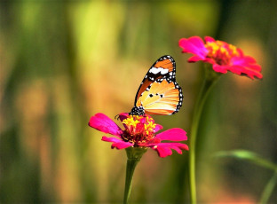 Картинка животные бабочки +мотыльки +моли бабочка цветы
