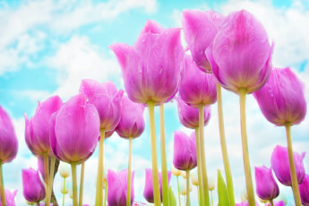 Картинка цветы тюльпаны сад