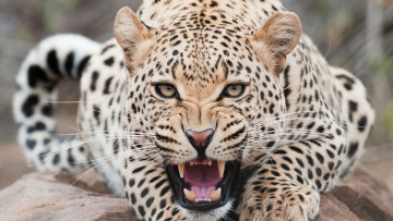 Картинка животные леопарды леопард камень