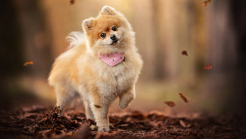 Картинка животные собаки белый коричневый шпиц щенок стоит размытый фон hd собака