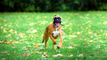 Картинка животные собаки боксер лужайка листья осень