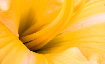 Картинка цветы лилии +лилейники желтый сердцевина тычинки