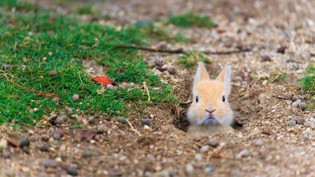 Обои картинки фото животные, кролики,  зайцы, фотография, природа, млекопитающие