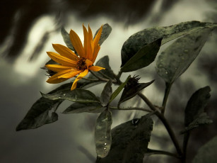 Картинка алексей Яшкин истомленная нежность цветы рудбекия