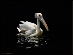Картинка kogan vladimir белая птица на темной воде животные пеликаны